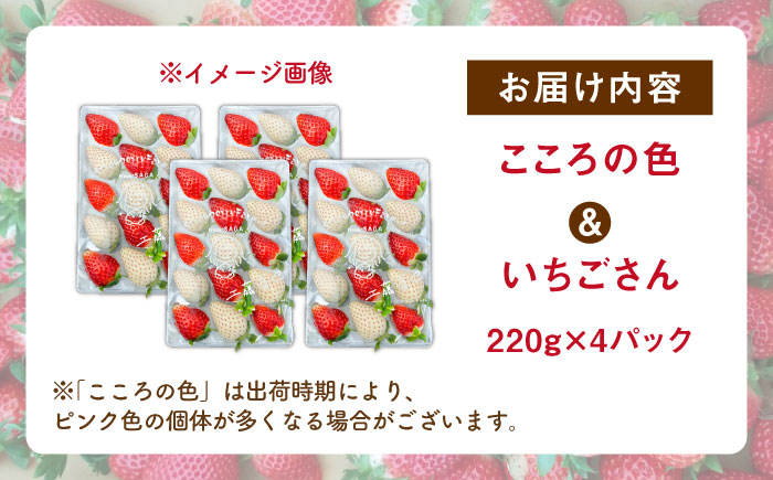 【R8年1月以降発送】こころの色×いちごさんミックス 紅白いちごセット 計880g（220g×4パック） 【Strawberryfarm-K】 紅白いちご 希少 いちご 果物 フルーツ いちごさん セ