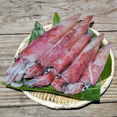 ふるさと納税 美浜町 新鮮、朝獲れ真イカ(剣先イカ)丸ごと墨付き(たまり醤油としおり付き)約1,000g
