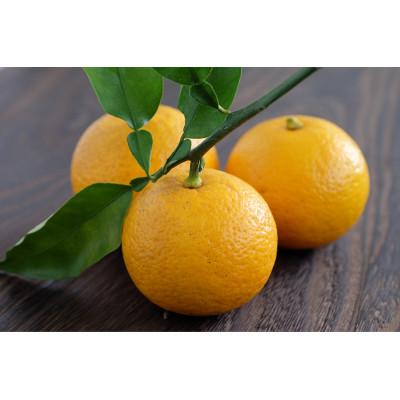 ふるさと納税 五木村 【道の駅オリジナル商品】くねぶぽん酢300ml |  | 01