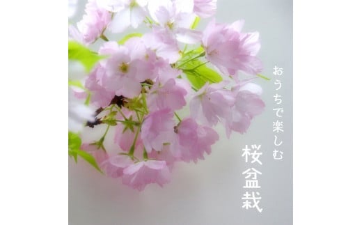 盆栽 桜盆栽 旭山桜 (鉄砂色鉢) | 盆栽 初心者 桜 室内 桜 インテリア 自然 植物 樹木 床の間 春 群馬県 前橋市