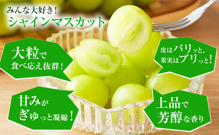 シャインマスカット 約2kg ぶどう マスカット