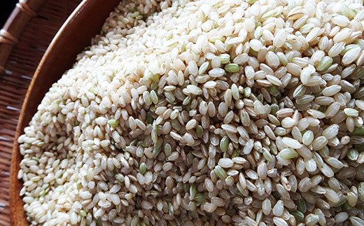 【数量限定！農家から直接お届け】令和7年産特別栽培米 いのちの壱(玄米)10kg×2