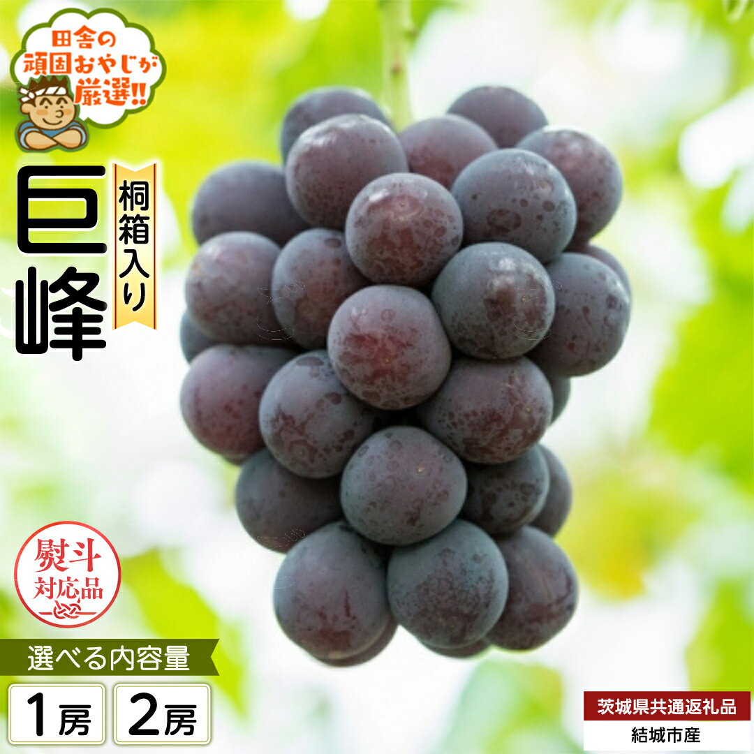 【ふるさと納税】＼ 選べる房数・熨斗対応 ／ 【 お中元 熨斗 付 】【 桐箱入り 】 巨峰2房 【令和6年8月より発送開始】（茨城県共通返礼品 [ぶどう]：結城市産） 巨峰 ぶどう 果物 フルーツ 季節 旬