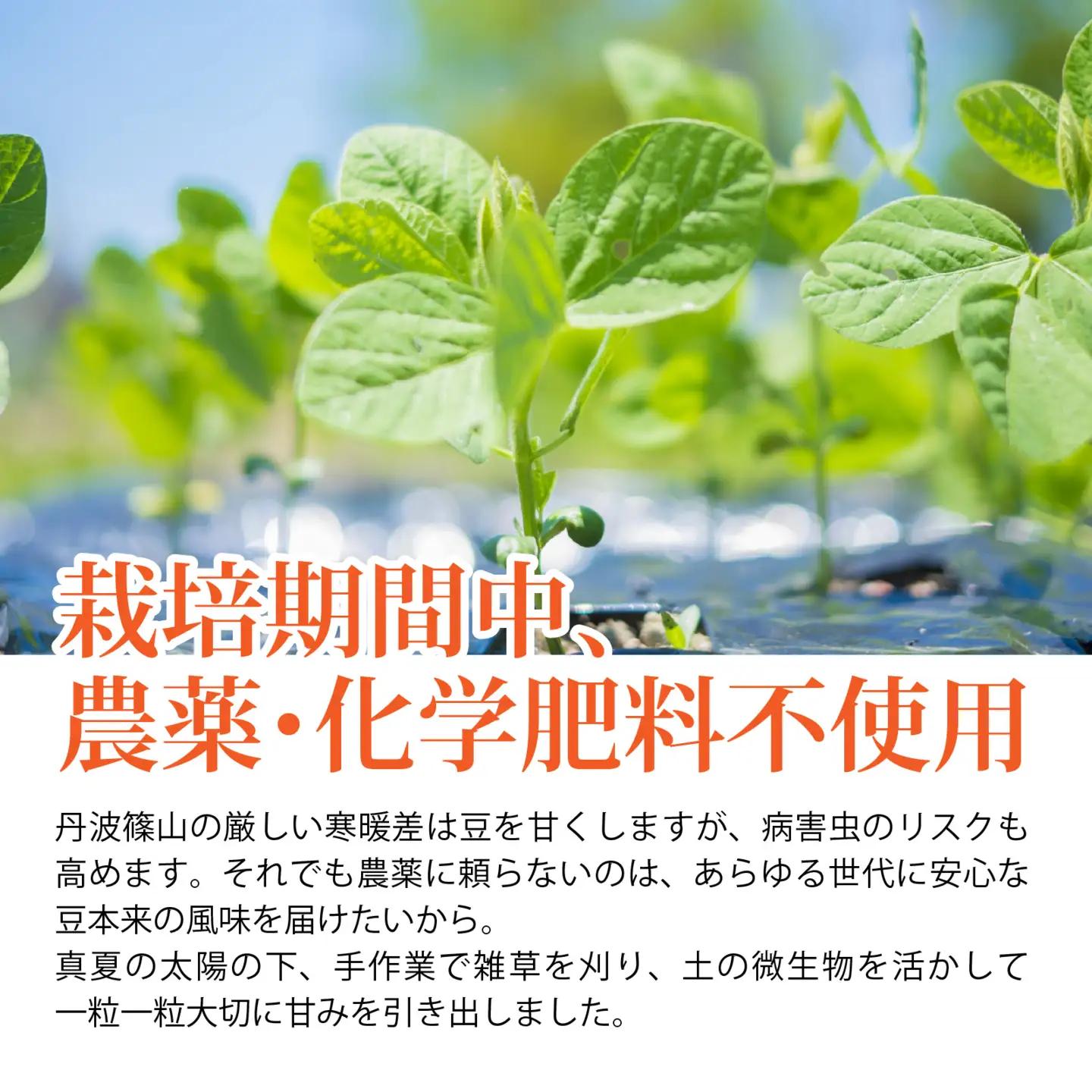 【先行予約】丹波篠山産 丹波黒枝豆 1kg 期間限定 枝豆