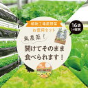 【ふるさと納税】【無農薬！開けてそのまま食べられます！】1-34 植物工場産野菜・お徳用セット 無農薬 水耕栽培 野菜 フレッシュ 新鮮 無洗浄