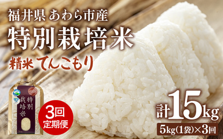 【先行予約】【令和7年産】定期便 ≪3ヶ月連続お届け≫ 化学肥料不使用 特別栽培米 てんこもり 精米 5kg × 3回（合計15kg） / 白米 米 福井県あわら市産 美味しい 特別栽培米 減農薬 安心な米 旨味 甘み もっちり 冷蔵保管米 ※2025年10月上旬より順次発送 [aw010-c003]