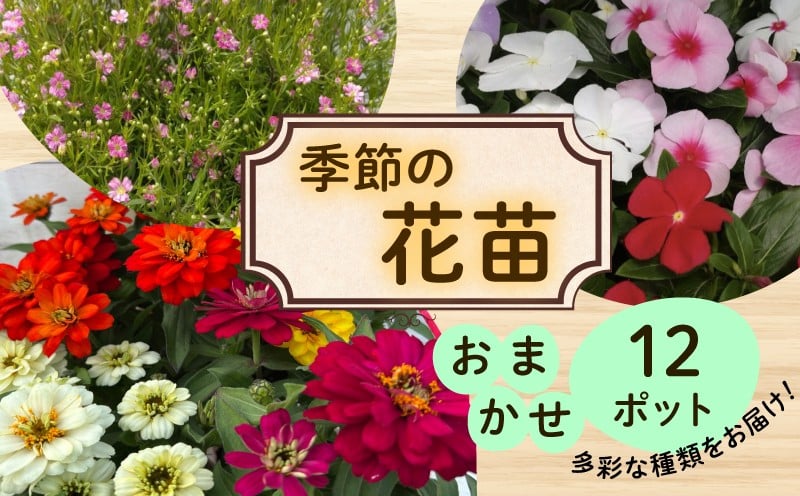 
            季節 の 花苗 おまかせ 12 ポット 花 生産農場 直送 寄せ植え ガーデニング 緑 はな hana ダールベルグデージー カスミソウ かすみ草 トレニア なでしこ ナデシコ すみれ スミレ ノースポール ガザニア ストック 葉ボタンプラチナケール 苗 植物 渡辺花園 神奈川 湘南 藤沢
          