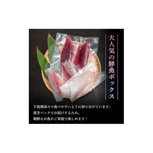 【スピード配送】 天然 鮮魚 詰め合わせ 朝獲れ直送 下処理済み 2~3種入り 500g以上 冷凍 刺身 魚種お任せ 水揚げ 海鮮 魚介 産地直送 新鮮 魚 鮮魚ボックス