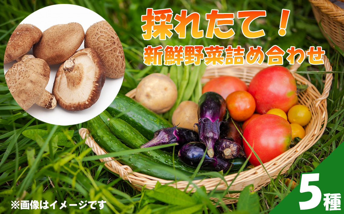 採れたて！新鮮野菜詰め合わせ5種 No.503