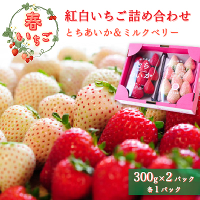 【春いちご】紅白いちご(とちあいか、ミルキーベリー)詰め合わせ(300g×1パックずつ)【配送不可地域：離島】