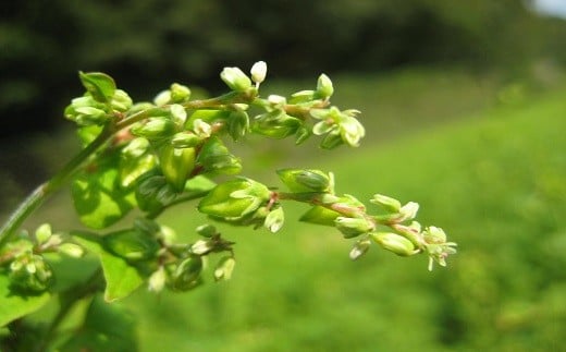 B4-16 豊後高田産 だったんそば茶 500g