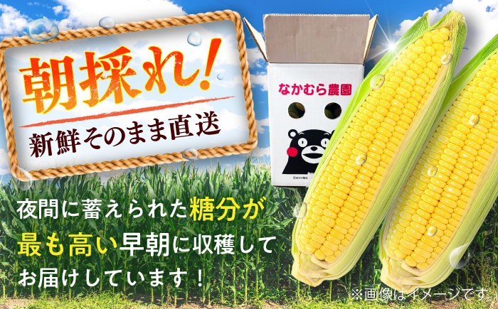 とうもろこし スイートコーン(プレミアム味来) 約4kg（10～11本）