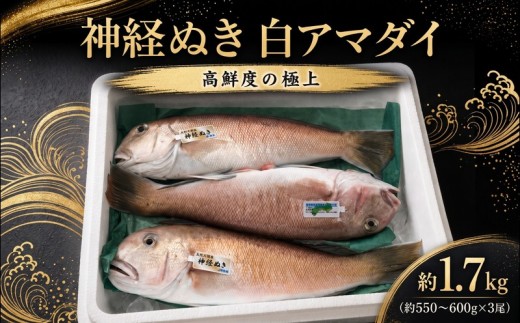 
                  神経ぬき 白アマダイ 四万十沖 約1.7kg 3尾 高知県 黒潮町 土佐 入野港発 鮮魚 甘鯛 手釣り 白甘鯛 シロアマダイ 1.7kg前後 旬の魚 シリーズ 冷蔵 新鮮 天然 鯛 たい タイ アマダイ  産直 産地直送 魚 海鮮 魚介 魚介類 お祝い ギフト 贈答用 高知 高級魚 松笠揚げ お造り 刺身  お刺身 若狭焼き  30000円 三万円 さんまんえん［1760］
                