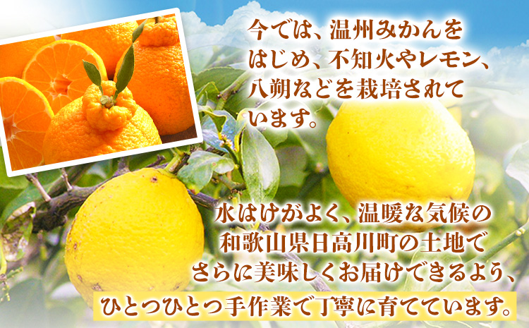 【先行予約】【訳あり】不知火 約10kg 長岡農園《2月中旬-4月上旬頃出荷》 和歌山県 日高川町 訳あり デコポン と同品種  柑橘 みかんしらぬいst-p