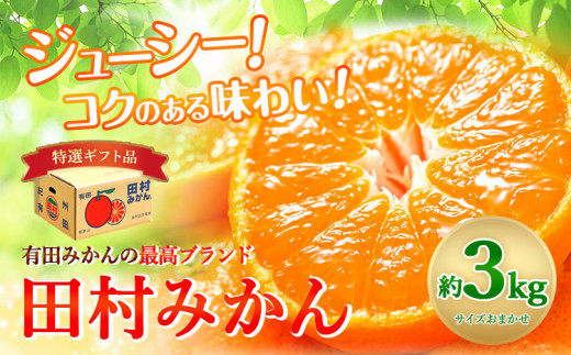 みかん 田村みかん 特選 ギフト 3kg サイズ指定なし 株式会社とち亀物産《11月下旬-1月中旬頃出荷予定(土日祝除く)》和歌山県 日高町 フルーツ くだもの 果物 柑橘 旬 ノーワックス 送料無料 紀伊国屋文左衛門本舗 贈答用---wsh_ttk22_11g1c_25_15000_3kg---