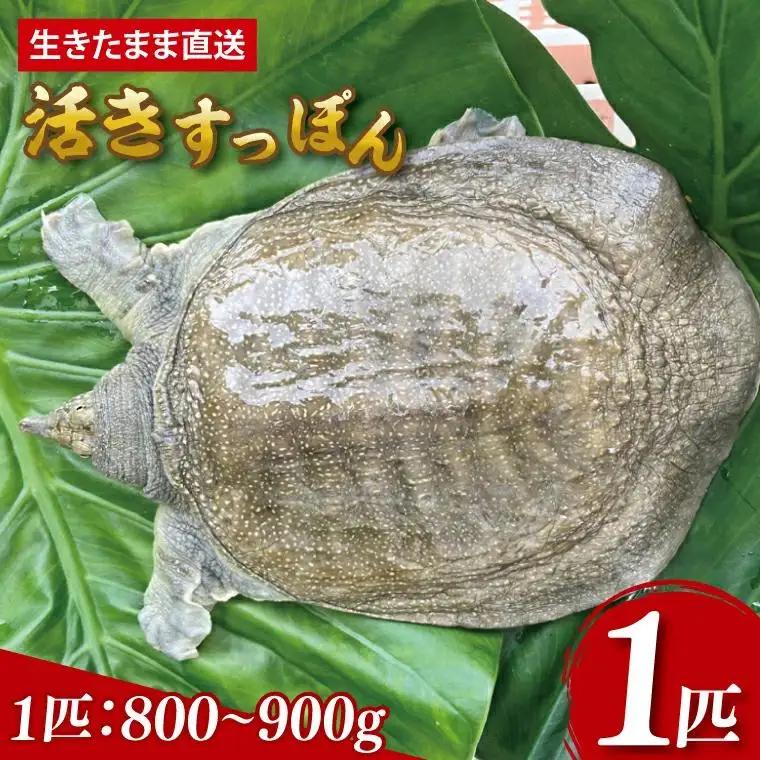 【生きたまま直送】活きすっぽん  1匹  800g～900g (CS001)