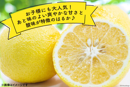 BD020 森崎果樹園自慢の『 はるか 』5kg [長崎県 島原市]