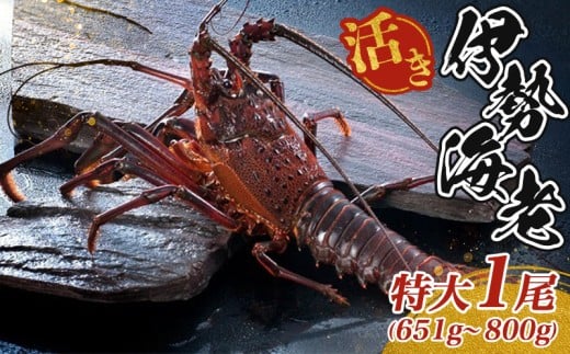 最高級 活き 大伊勢海老 約651～800g 1尾 伊勢海老 伊勢えび 産地直送 天然 国産 海鮮 新鮮 刺し身 味噌 焼き物 ギフト 贈答 えび 海老 ebi いせえび 高級食材 お歳暮 お正月 年末年始 三重県 南伊勢 伊勢 志摩