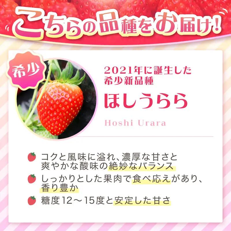 【2027年1月～5月発送予定】【糖度12〜15度の希少品種】いちご  ほしうらら 約600g（約300g×2パック×1箱）【配送不可地域：北海道・沖縄・離島】【121D-006-2027】
