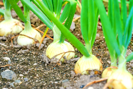 A-1066 益田産新玉葱 10kg