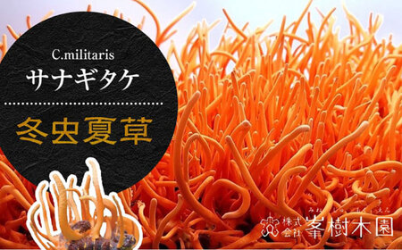 【全12回定期便】峯王 冬虫夏草 60粒【株式会社 峯樹木園】[AYBM028]