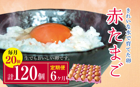 【6回定期便】2週間以内に発送 きれいな水で育てた卵 赤たまご 20個  | 早く届く すぐ すぐ発送 保坂農場 赤卵 赤玉 赤い卵 銘水 卵 たまご 定期便 6回 君津市産 千葉 君津 きみつ 房総