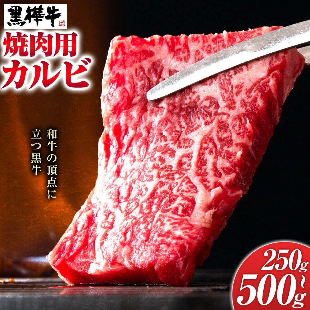 【ふるさと納税】くまもと黒毛和牛 黒樺牛 A4〜A5等級 焼肉用カルビ 選べる 内容量 250g 500g 株式会社杉本本店 《90日以内に出荷(土日祝除く)》熊本県 菊池市 牛肉 牛 霜降り 赤身 お肉 焼き肉 BBQ 黒毛和牛 国産 九州産 熊本県産 冷凍 送料無料