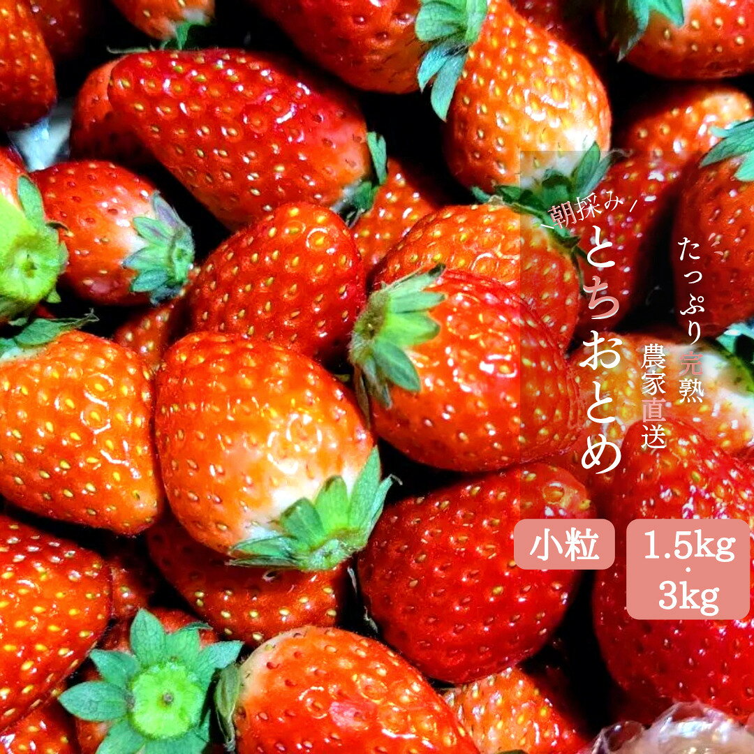【ふるさと納税】いちご専門農家直送！朝摘み収穫したて小粒完熟とちおとめ 1.5kg・3kg ジャム用におススメ！ ／ いちご 苺 イチゴ とちおとめ 完熟 果物 フルーツ 予約 先行予約 茨城 茨城県 利根町