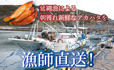KU015 ＜2025年7月より順次発送＞宮崎県串間産アカハタ(計約2kg・4～8匹)延縄漁による朝どれ高級魚を漁師直送！