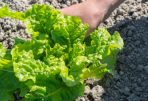 佐賀産季節の旬野菜15種類（農薬・化学肥料不使用）：B150-008