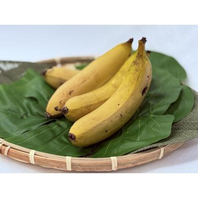 ふるさと納税 郡上市 国産バナナ やまと　約160g×3本 |  | 01