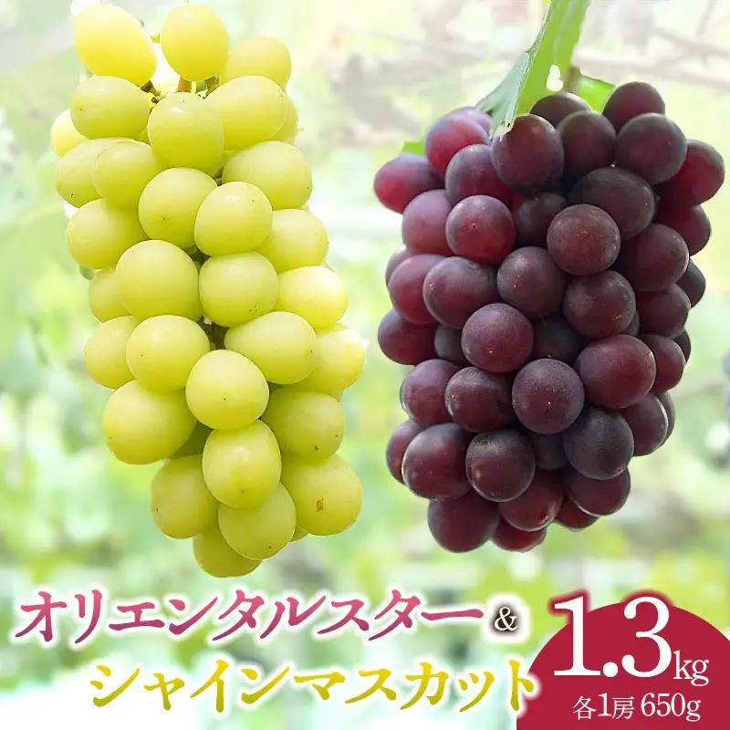 【令和8年産先行予約】シャインマスカット＆オリエンタルスター　約1.3kg（各1房） カラフルぶどう園