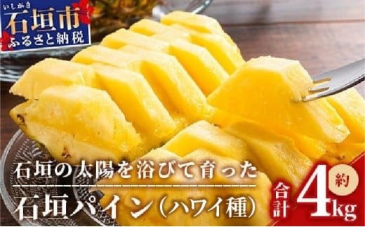 ＜先行受付＞石垣パイン ハワイ種 3個セット＜2026年7月上旬発送＞ | パイナップル パインアップル 石垣島パイン フルーツ 果物 くだもの 南国フルーツ 国産パイン MI-6-1