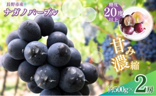 おかべ農園　長野市産 ナガノパープル（贈答用）2房【2026年9月上旬頃発送予定】 | フルーツ 果物 ナガノパープル 葡萄 ブドウ ぶどう 人気 おすすめ ギフト 長野県 長野市 信州 信濃 ふるさと納税