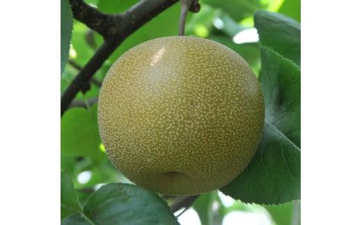 
                  訳あり 秋栄梨 3kg【やぶやフルーツガーデン】
                