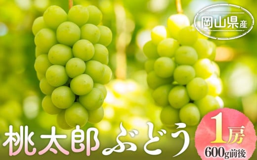 
            ぶどう 2025年 先行予約 桃太郎 ぶどう 1房 600g前後 ｜フルーツ 果物 果物類 くだもの ぶどう ブドウ 葡萄 桃太郎 岡山 岡山県産 国産 食品 人気 おすすめ ギフト 送料無料 果物 ぶどう ブドウ 葡萄
          