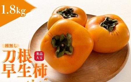 【先行予約】種無し柿 刀根早生柿 秀品大玉 約1.8kg（6個） 2026年9月末頃～10月末頃に順次発送予定（お届け日指定不可）/ 柿 かき 種無し 秀品 大玉 フルーツ 果物 くだもの【kiy00
