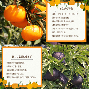 【3月上旬より発送】愛媛県 みかん せとか 5kg | せとか みかん 蜜柑 柑橘 数量限定 愛媛県産 松山市 中島 低農薬 愛媛県 松山市【NO054】