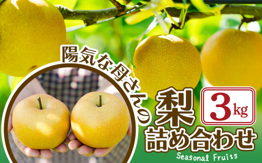期間・数量限定【陽気な母さんの店】Ｒ7年産「梨詰合」（3kg） 50P3425 / 東北 秋田 大館 梨 ナシ なし 和梨 幸水 豊水 秋月 果物 くだもの フルーツ 東北 秋田 大館 中山地区 中山なし 中山梨 なかやまなし 農家直送