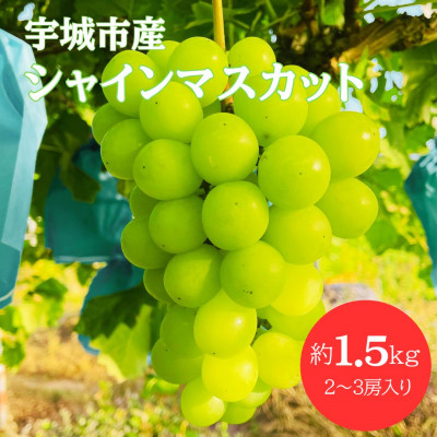 【先行予約】【数量限定】 シャインマスカット 1.5kg ぶどう 果物 フルーツ【みのだ農園】【配送不可地域：離島】【1511904】
