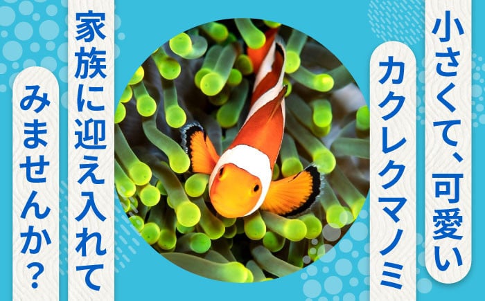 すぐに始められれる安心アクアリウム 海水魚 観賞魚 カクレクマノミ 熱帯魚