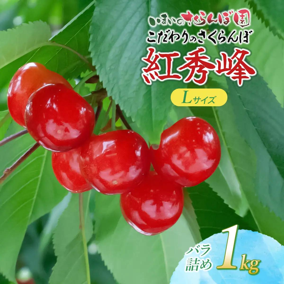 【令和9年産先行予約】こだわりのさくらんぼ「紅秀峰」Lサイズ以上　バラ詰め 1kg（500g×2)　いまいのさくらんぼ園 K-966