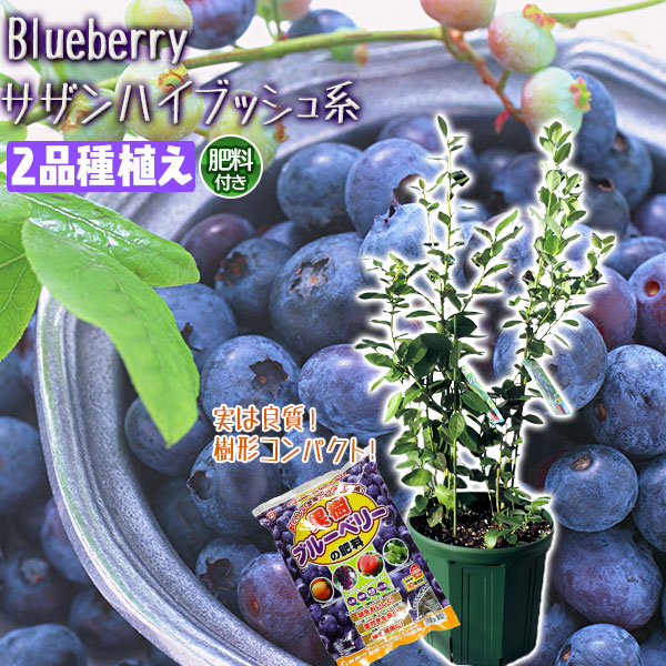 【ふるさと納税】ブルーベリー 『 サザンハイブッシュ系 2品種 植え 』 8号スリット鉢 【 ブルーベリーの肥料 セット！】【サザンハイブッシュ系 ガーデニング 家庭菜園 園芸 花壇 庭 鉢 プランター 寄せ植え 土っ子倶楽部 プレゼント ギフト 】【価格改定】