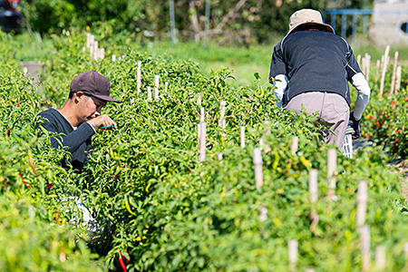 佐賀産季節の旬野菜10種類（農薬・化学肥料不使用）：B120-036