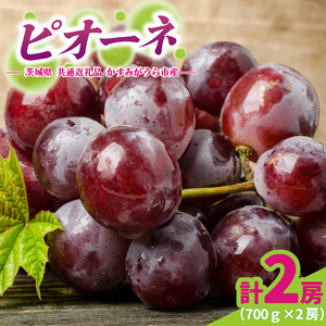 ピオーネ 700g × 2房 ＜2026年8月より順次発送＞ (県内共通返礼品:かすみがうら市産)  フルーツ 果物 くだもの ぶどう ブドウ 葡萄 甘い 新鮮 季節限定 秋 期間限定 旬 旬の果物 季節の果物 茨城 (BR181)
