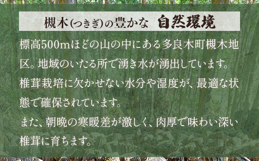 【農林水産大臣賞受賞】多良木町 槻木産 贈答用 大葉厚肉 乾燥椎茸 205g しいたけ 熊本県 多良木町 原木 シイタケ