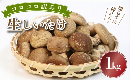 【予約受付中】 訳あり 不揃い 生しいたけ 小ぶりしいたけ 1kg 500g×2袋 コロコロ しいたけ シイタケ 生椎茸 菌床栽培 肉厚 キノコ 野菜 出汁 煮物 味噌汁 炒め物 グリル 炊き込みご飯 国産 栽培期間中 農薬不使用 家庭用 簡易梱包 食物繊維 富士山 湧水 箱根 静岡県 三島市