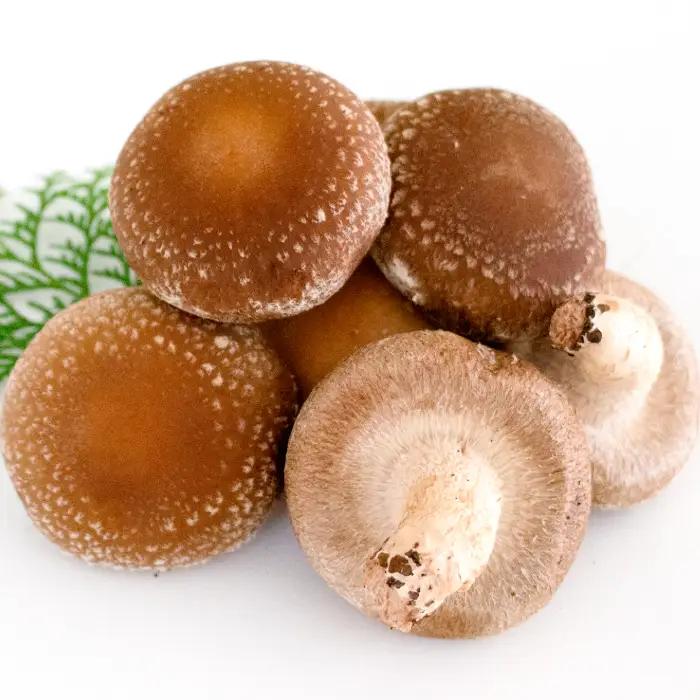 「奥出雲椎茸」秀品箱入【椎茸 生しいたけ 1kg 収穫直後 サイズ混合 新鮮 旨味たっぷり 菌床栽培 国産 きのこ キノコ 野菜 料理 食品 産地直送 自宅用】