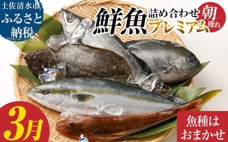 旬の朝獲れ鮮魚詰め合わせ（プレミアム）【2026年3月配送※着日指定不可】【以布利定置網　漁師直送】【S00819-3】