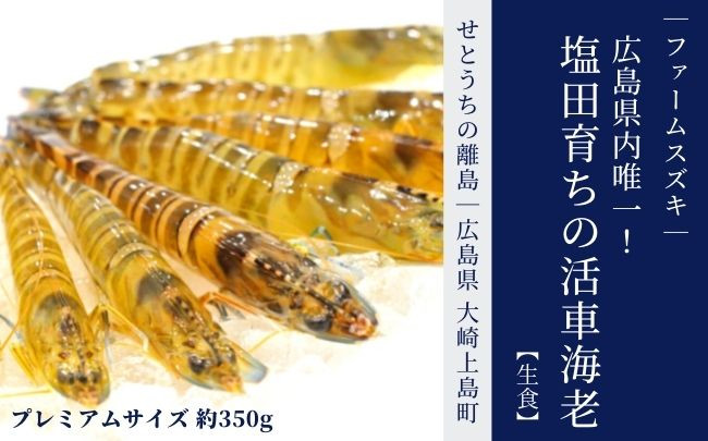 
[11〜2月発送] 大崎上島産 塩田育ちの活車海老 プレミアムサイズ約350g【生食】
